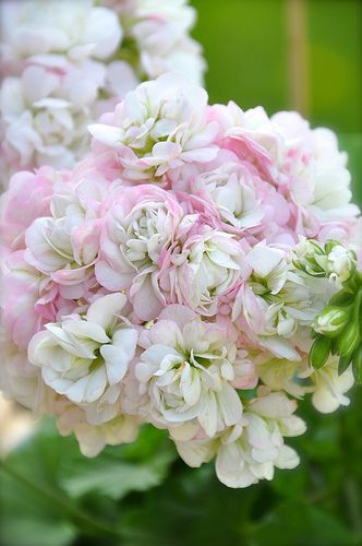 Name:  pelargonium 'April Snow'.jpg
Views: 14799
Size:  29.1 KB