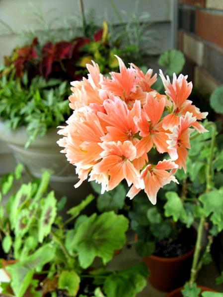 Name:  citronella scented geranium.jpg
Views: 14430
Size:  43.2 KB