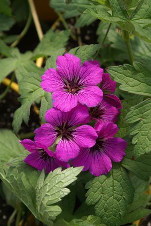 Name:  Cranesbill Geranium 'Patricia'.jpg
Views: 14051
Size:  29.1 KB