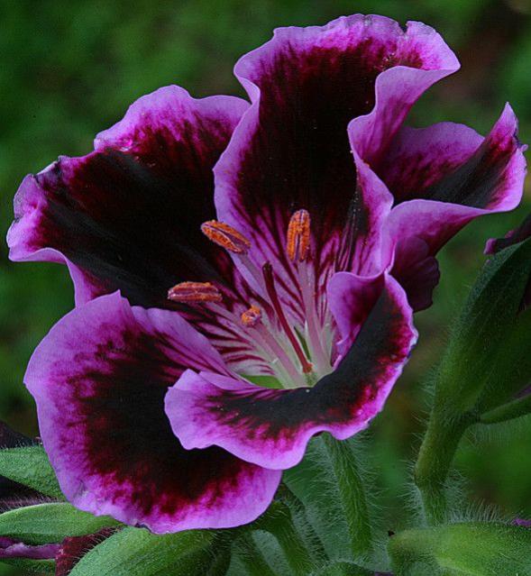 Name:  Gernio Geranium.jpg
Views: 13966
Size:  60.6 KB