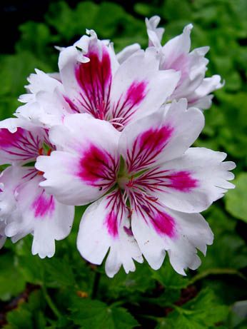 Name:  Geranium 'Arnside Fringed Aztec' Pelargonium.jpg
Views: 14325
Size:  28.8 KB