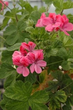 Name:  Geranium 'Clorinda.jpg
Views: 14105
Size:  19.5 KB