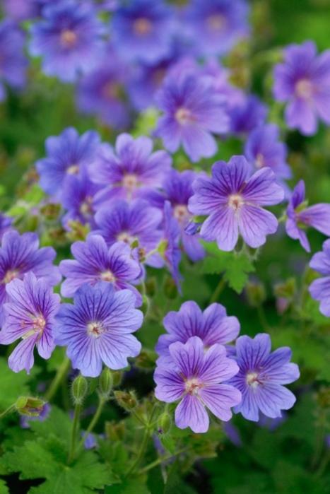 Name:  Geranium magnificum.jpg
Views: 14059
Size:  43.5 KB