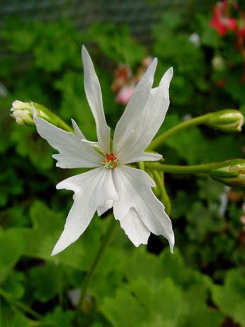 Name:  Geranium 'Morning Star' Pelargonium.jpg
Views: 13995
Size:  21.8 KB