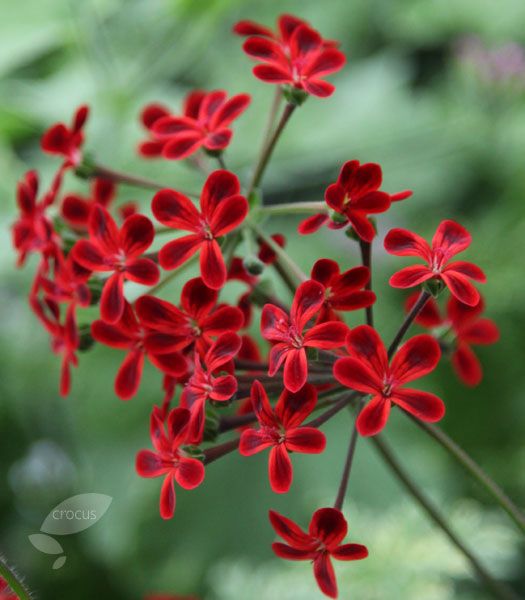 Name:  Pelargonium 'Ardens'.jpg
Views: 13942
Size:  42.5 KB