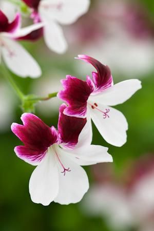 Name:  Pelargonium 'Australian Mystery'.jpg
Views: 14165
Size:  16.8 KB