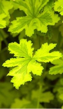 Name:  Pelargonium 'Charity'.jpg
Views: 13880
Size:  24.5 KB
