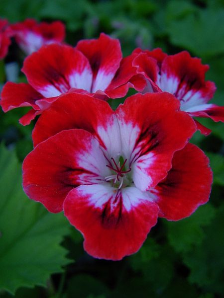 Name:  Pelargonium 'Cherry Baby'.jpg
Views: 14369
Size:  33.6 KB