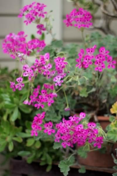 Name:  Pelargonium echinatum.jpg
Views: 14004
Size:  33.9 KB