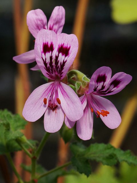 Name:  Pelargonium 'fair ellen'.jpg
Views: 13846
Size:  41.5 KB