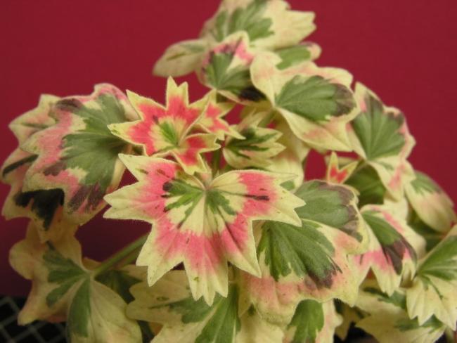 Name:  Pelargonium Jericho hibrit.jpg
Views: 14026
Size:  38.3 KB