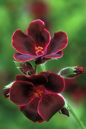 Name:  Pelargonium Lord Bute.jpg
Views: 13649
Size:  18.9 KB