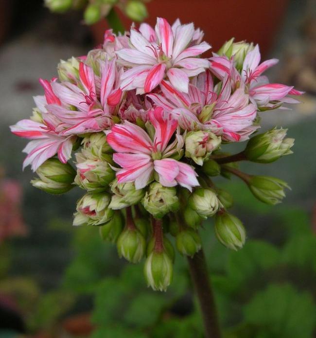 Name:  Pelargonium 'Mallorca'.jpg
Views: 14093
Size:  52.7 KB