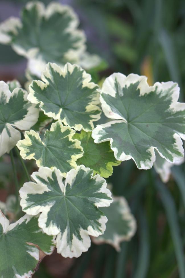 Name:  Pelargonium 'Mrs. Pollock'.jpg
Views: 13969
Size:  60.7 KB