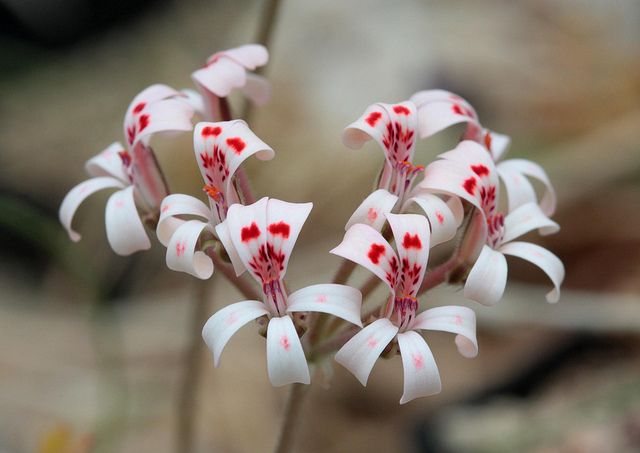 Name:  Pelargonium petrosellinifolium.jpg
Views: 13634
Size:  33.4 KB