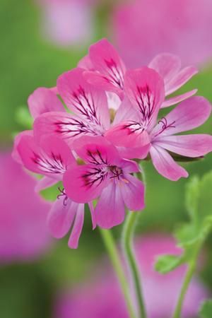 Name:  Pelargonium 'Pink Capricorn'.jpg
Views: 13699
Size:  16.8 KB
