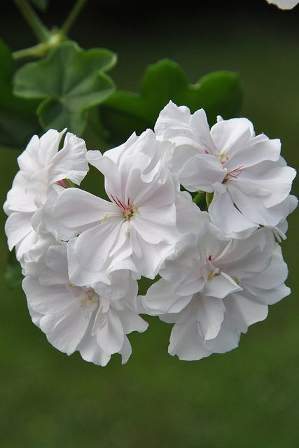 Name:  Pelargonium 'Snowdrift' White geranium.jpg
Views: 13859
Size:  30.6 KB