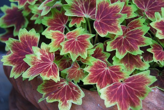 Name:  pelargonium 'vancouver centennial'.jpg
Views: 14150
Size:  60.1 KB