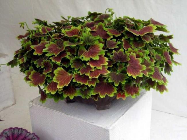 Name:  Pelargonium 'Vancouver'.jpg
Views: 14931
Size:  47.9 KB