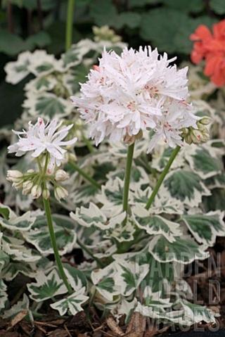 Name:  PELARGONIUM_SILVER_GLITTER.jpg
Views: 13520
Size:  33.2 KB