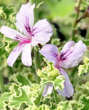 Name:  Prince Rupert Scented Geranium.jpg
Views: 13483
Size:  28.0 KB