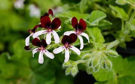 Name:  Scented pelargonium, Islington Peppermint.jpg
Views: 13475
Size:  22.7 KB