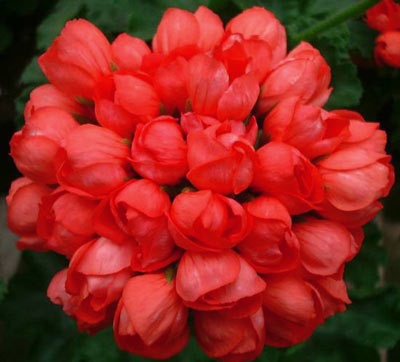 Name:  Tulpanblommande pelargon 'Red Pandora'.jpg
Views: 14637
Size:  43.9 KB