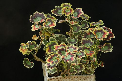 Name:  Zonal Pelargonium Contrast  Variegated Pelargonium.jpg
Views: 14181
Size:  36.9 KB