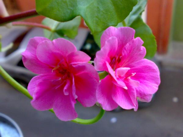 Name:  11112008023.jpg
Views: 2999
Size:  29.9 KB