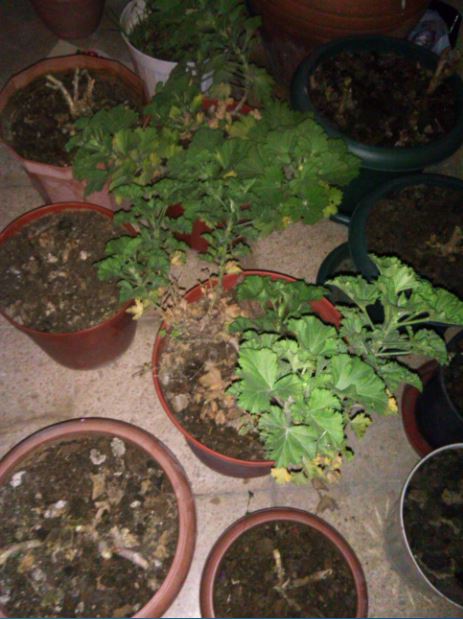 Name:  Ekran Alnts2.JPG
Views: 2066
Size:  59.7 KB