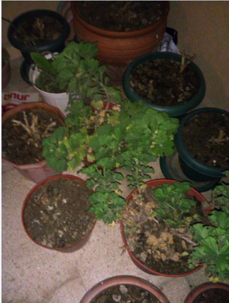 Name:  Ekran Alnts3.JPG
Views: 1385
Size:  54.3 KB