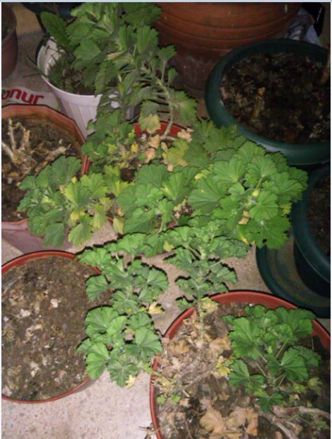 Name:  Ekran Alnts5.JPG
Views: 1338
Size:  68.3 KB