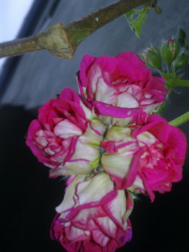 Name:  Grnt1503.jpg
Views: 2948
Size:  46.4 KB