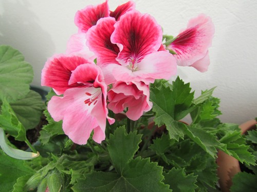 Name:  sardunyalar8.jpg
Views: 1247
Size:  67.5 KB