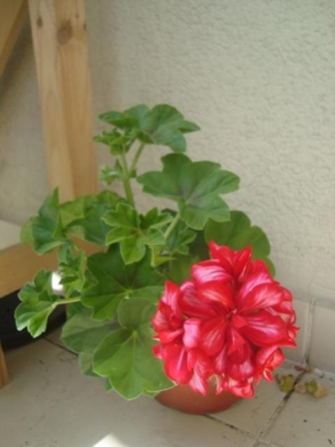 Name:  052.jpg
Views: 1446
Size:  28.0 KB