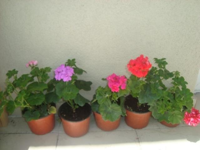 Name:  053.jpg
Views: 1433
Size:  28.5 KB