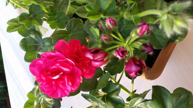 Name:  20150522_192913.jpg
Views: 1623
Size:  41.7 KB