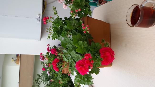 Name:  20150603_175316.jpg
Views: 2384
Size:  33.8 KB
