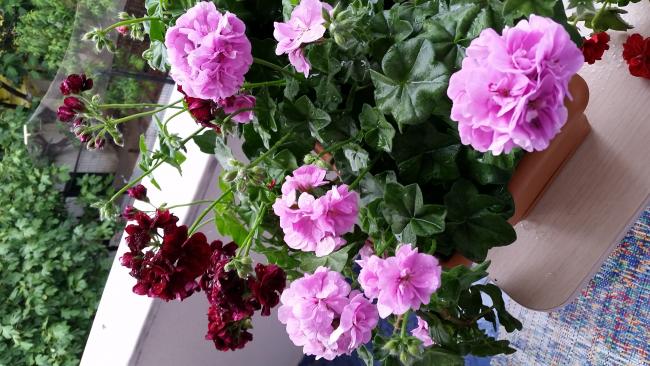 Name:  20150605_191751.jpg
Views: 2657
Size:  60.4 KB