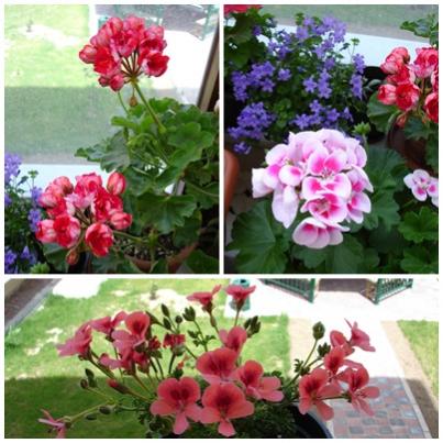 Name:  pl1.jpg
Views: 1308
Size:  37.8 KB