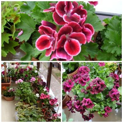 Name:  pl2.jpg
Views: 1307
Size:  41.5 KB