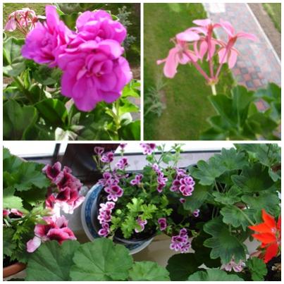 Name:  pl9.jpg
Views: 1331
Size:  36.5 KB