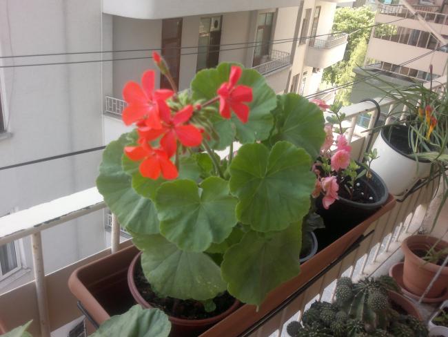 Name:  020720153373.jpg
Views: 2819
Size:  45.2 KB