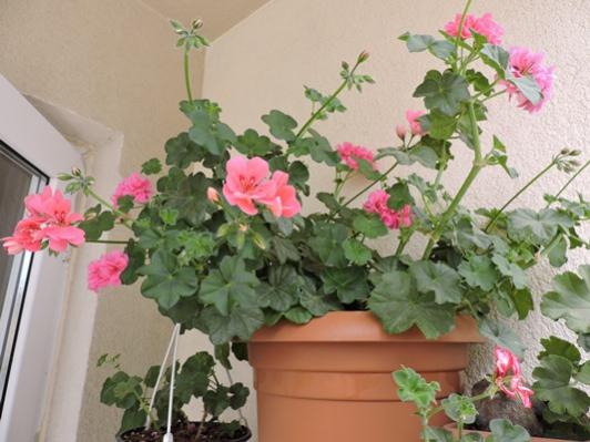 Name:  043.jpg
Views: 991
Size:  36.6 KB