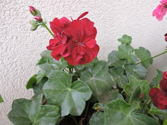 Name:  050.jpg
Views: 997
Size:  37.4 KB
