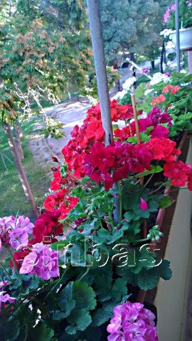 Name:  WP_20150703_031.jpg
Views: 1664
Size:  59.5 KB