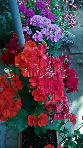 Name:  WP_20150703_036.jpg
Views: 1645
Size:  54.2 KB