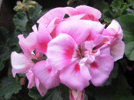 Name:  aralk2008 193.jpg
Views: 2055
Size:  24.6 KB
