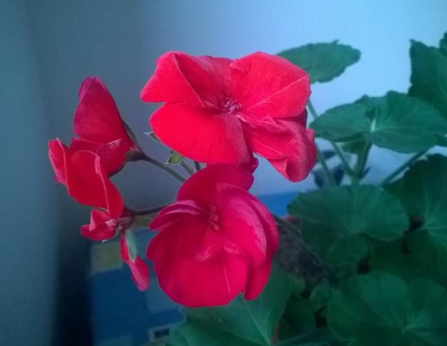 Name:  334455.jpg
Views: 1471
Size:  26.8 KB