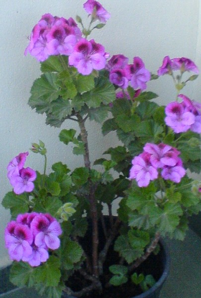 Name:  canan.JPG
Views: 2455
Size:  68.6 KB